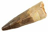 Fossil Spinosaurus Tooth - Real Dinosaur Tooth #344373-1